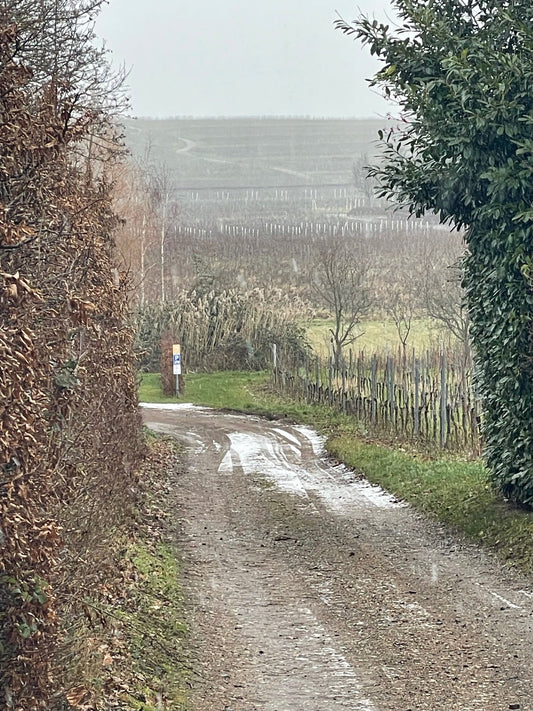 Nieuwe wijnen uit Rheinhessen en Pfalz