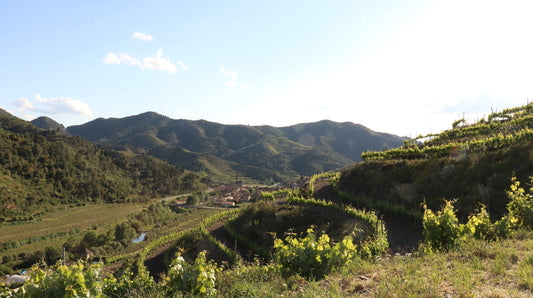 Wijngebied Priorat